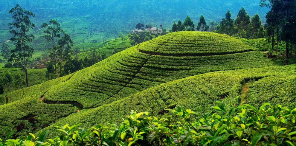 Nuwara-Eliya tea plantation