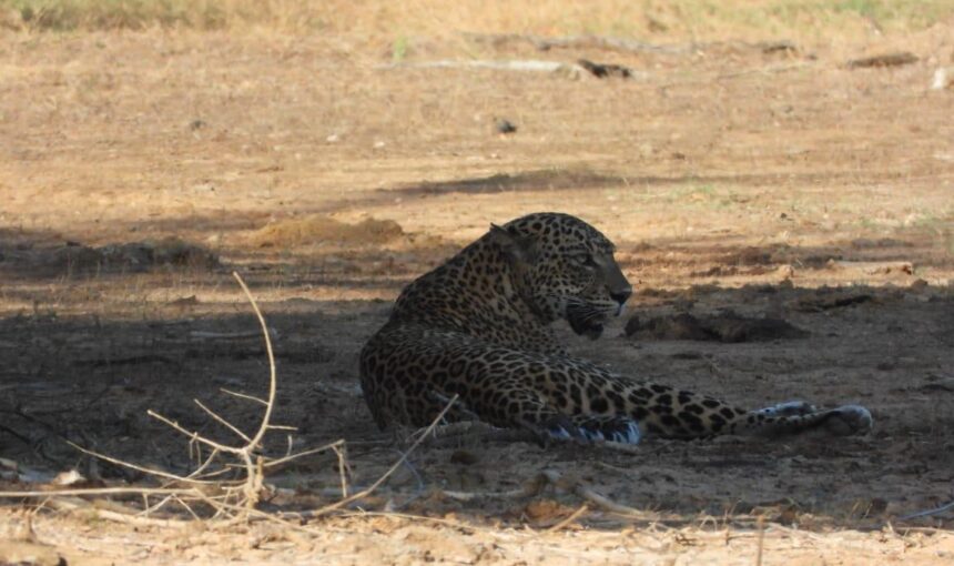 🇱🇰National Park Tours🐆🐘🦌